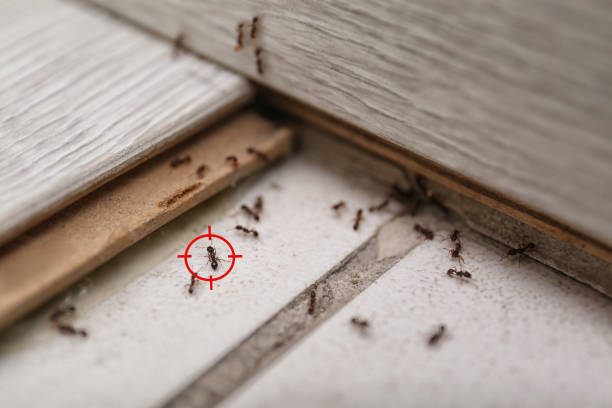 Best Termite Control Services  in Marcellus, MI