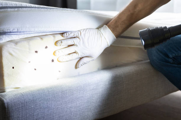 Best Ant Control Services  in Marcellus, MI