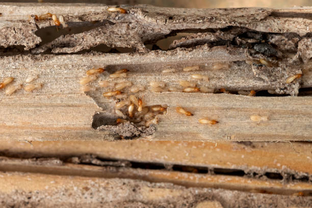 Best Best Pest Control Companies  in Marcellus, MI
